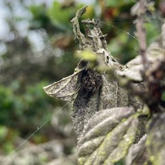 Araneus montereyensis
