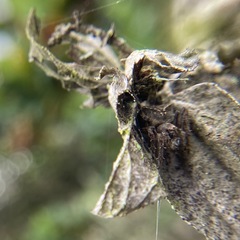 Araneus montereyensis