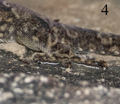 Hemidactylus yajurvedi
