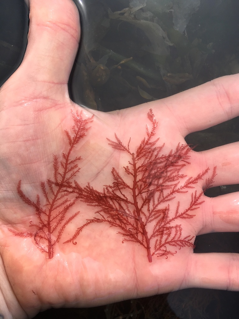 Bonnemaisonia nootkana