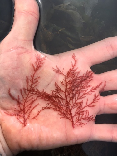 Bonnemaisonia nootkana