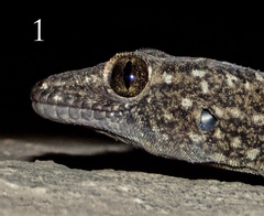 Hemidactylus yajurvedi