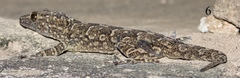 Hemidactylus yajurvedi
