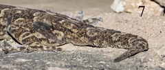 Hemidactylus yajurvedi