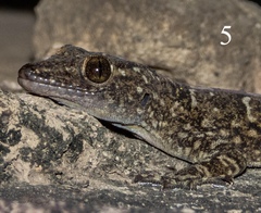 Hemidactylus yajurvedi