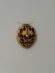 Psyllobora confluens