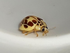 Psyllobora confluens