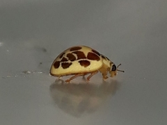 Psyllobora confluens