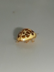 Psyllobora confluens