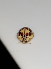 Psyllobora confluens