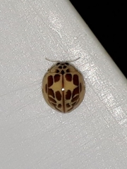 Psyllobora confluens