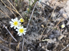 Malacothrix floccifera