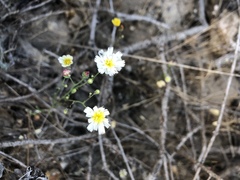 Malacothrix floccifera