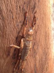 Liparoscelis pallidispina