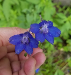 Delphinium alabamicum
