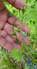 Delphinium alabamicum