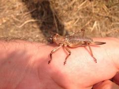 Liparoscelis pallidispina