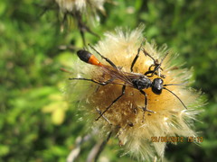 Ammophila sabulosa