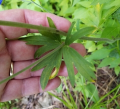 Delphinium alabamicum