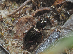 Bembidion lampros