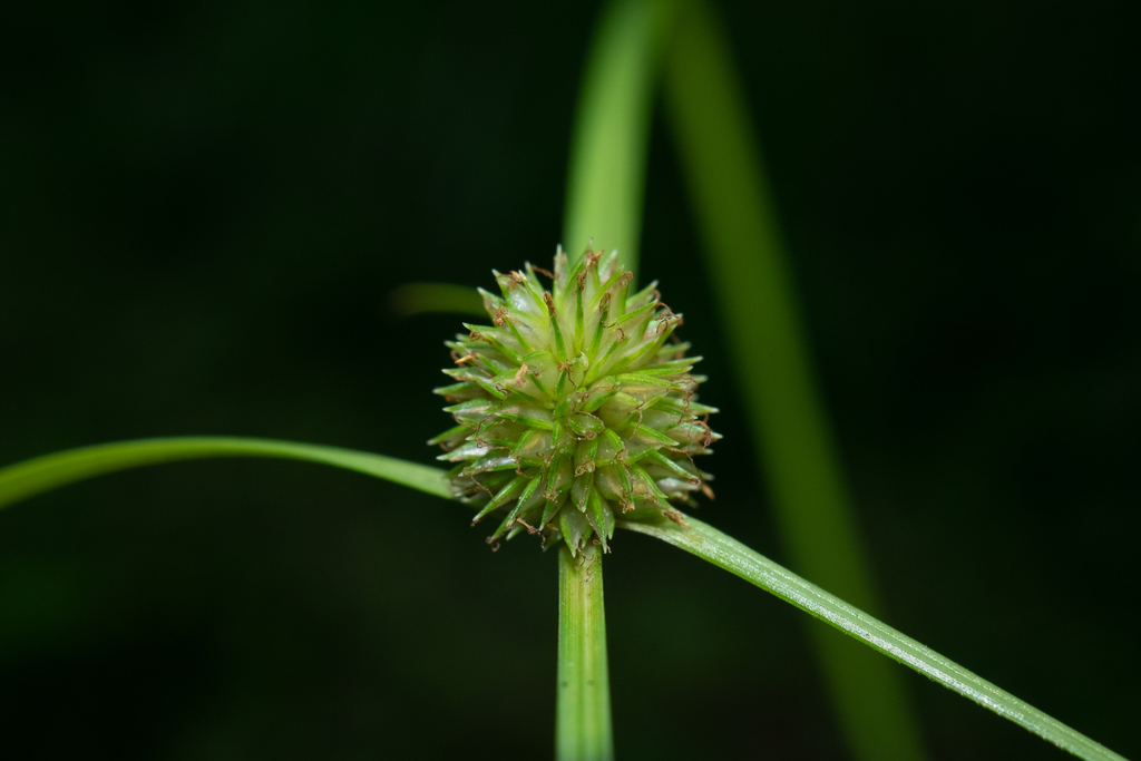 Cyperus brevifolius (Cypéracées de la Réunion) · iNaturalist