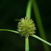 Shortleaf Spikesedge - Photo (c) 曾云保, some rights reserved (CC BY-NC), uploaded by 曾云保