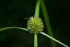 Shortleaf Spikesedge - Photo (c) 曾云保, some rights reserved (CC BY-NC), uploaded by 曾云保