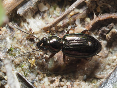 Bembidion lampros