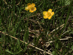 Ranunculus cardiophyllus