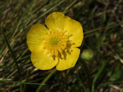 Ranunculus cardiophyllus