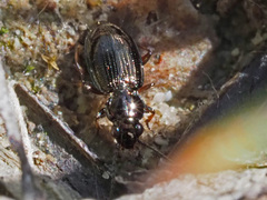 Bembidion lampros
