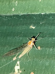 Leucrocuta maculipennis