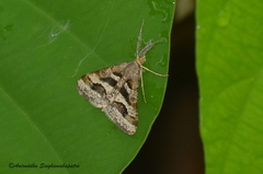 Isturgia disputaria