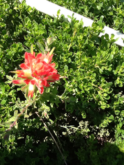 Castilleja affinis affinis