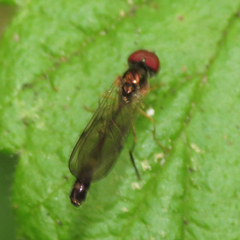 Baccha cognata