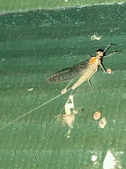 Leucrocuta maculipennis