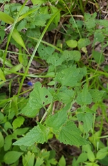 Fleischmannia incarnata