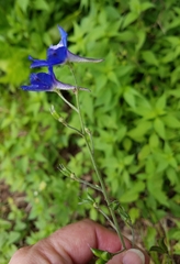 Delphinium alabamicum
