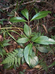 Cissus sterculiifolia
