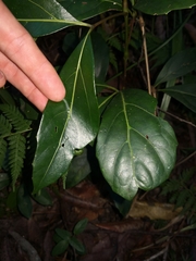 Cissus sterculiifolia