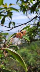 Cratoxylum cochinchinense