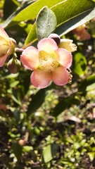 Cratoxylum cochinchinense