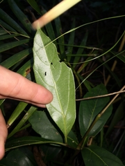 Cissus sterculiifolia