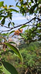 Cratoxylum cochinchinense