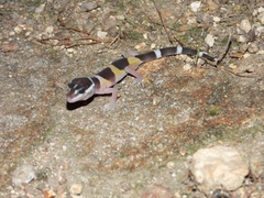 Eublepharis satpuraensis