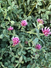 Trifolium wormskioldii