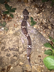 Eublepharis satpuraensis