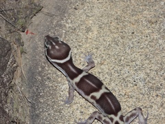 Eublepharis satpuraensis