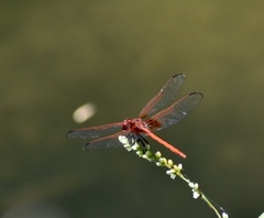 Dythemis rufinervis