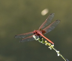 Dythemis rufinervis